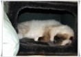 /album/kitty/kitty-05-jpg/
